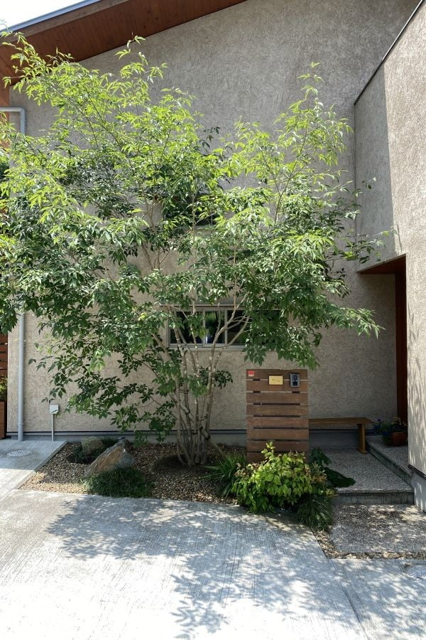 緑が育ち、隠れ家のような玄関が完成した