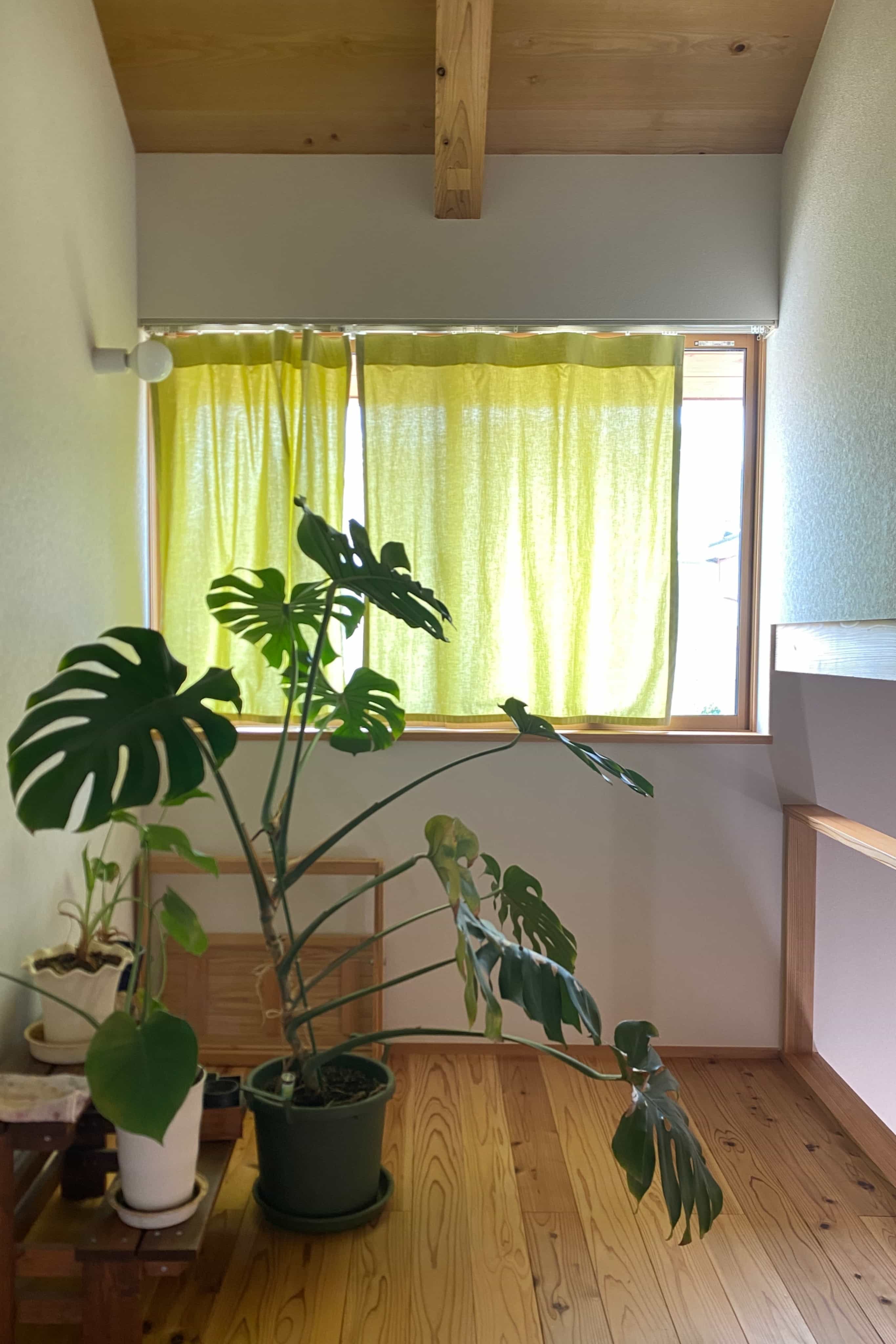 宇治らしくお茶で染められた軽やかなカーテンを使用されていた